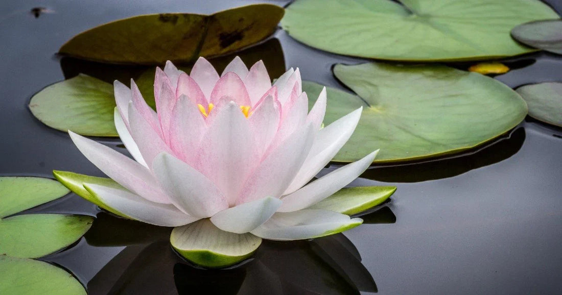 The Lotus: Pure Bodhi and Practice Guide in Tibetan Buddhism